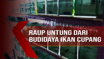 Raup Untung Budidaya Ikan Cupang Hingga Puluhan Juta Rupiah
