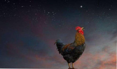 Benarkah karena Lihat Hantu? Ini Berbagai Pertanda Adanya Suara Ayam Berkokok Tengah Malam