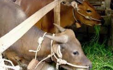 Tips Agar Kita Tidak 'Keblondrok' dan Salah Beli Hewan Kurban