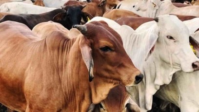 Kemenag Catat Jumlah Hewan Kurban Nasional Tahun Ini Tembus 1,8 Juta Ekor